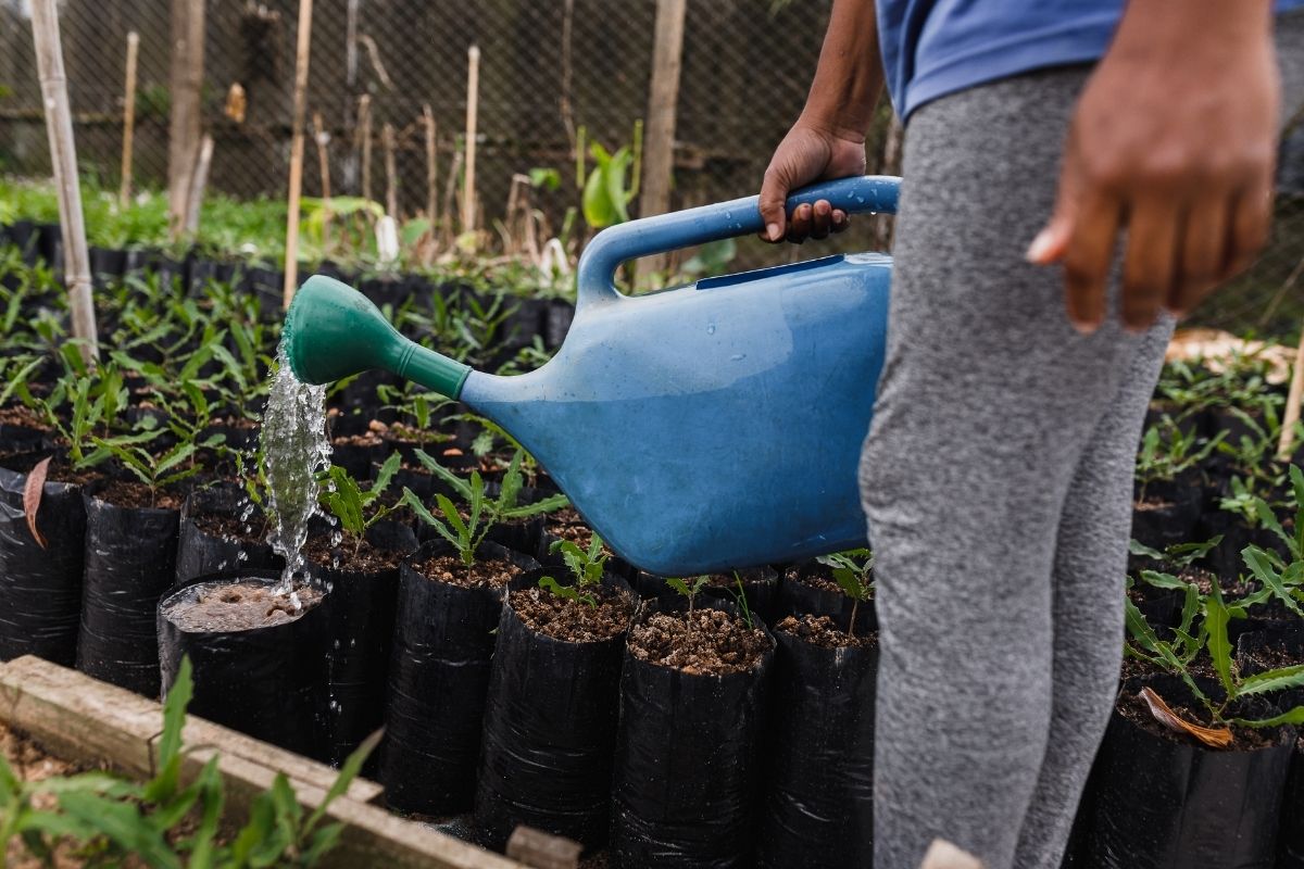 A customer waters their garden using a watering can